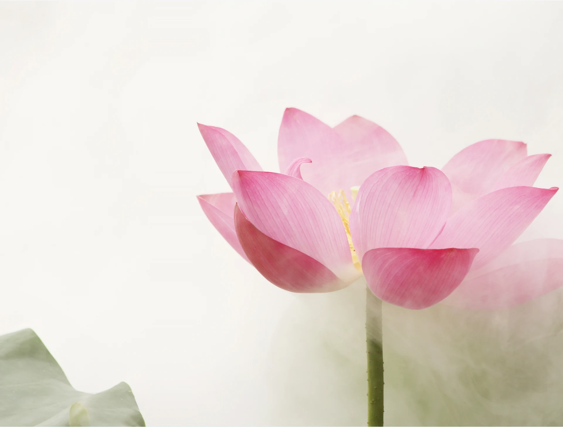 清水之上，粉色莲花舒展绽放
